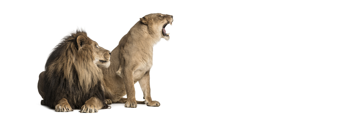 EIn männlicher Löwe liegt neben einem weiblichen Löwe der gerade brüllt.